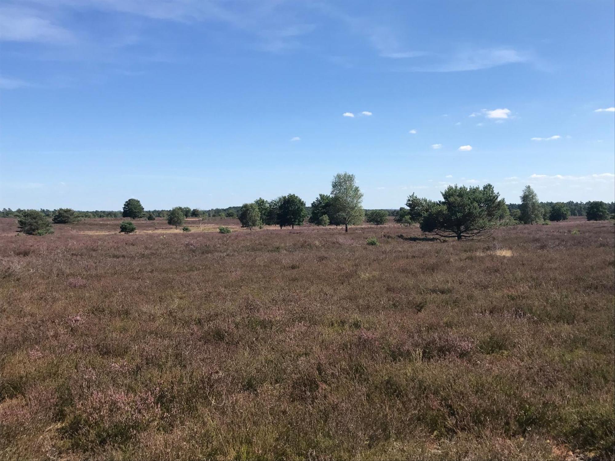 Ferienwohnung Calluna Buchholz in der Nordheide Esterno foto