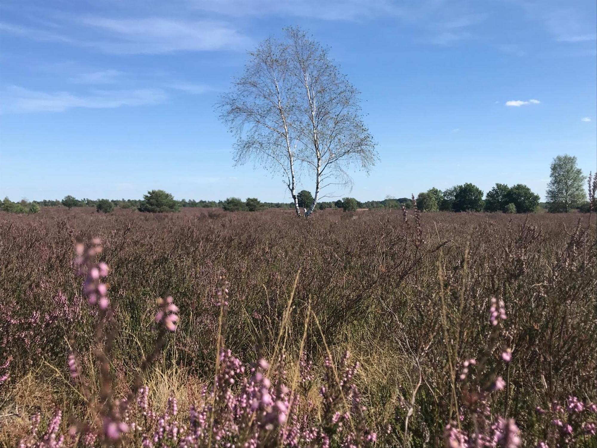 Ferienwohnung Calluna Buchholz in der Nordheide Esterno foto